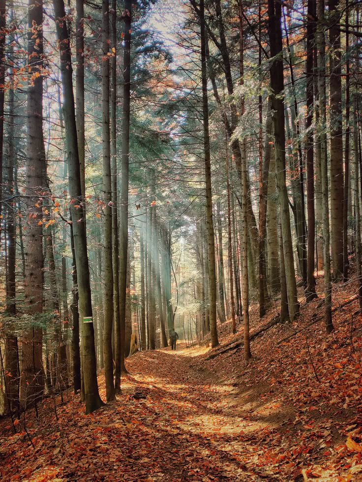 Fotografia ukazująca spokojną scenę jesiennego lasu. Promienie słońca przebijają się przez gęstą koronę wysokich, nagich drzew, rzucając promienie na ścieżkę zaśniężoną rdzawobrązowymi liśćmi. Ścieżka wijąca się w dal, gdzie samotna postać osoby spaceruje. Mały, biały znacznik szlaku z zielonym tekstem widoczny na pniu drzewa na pierwszym planie.